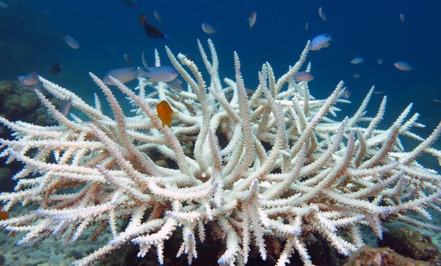 Bleached-Coral-with-Fish