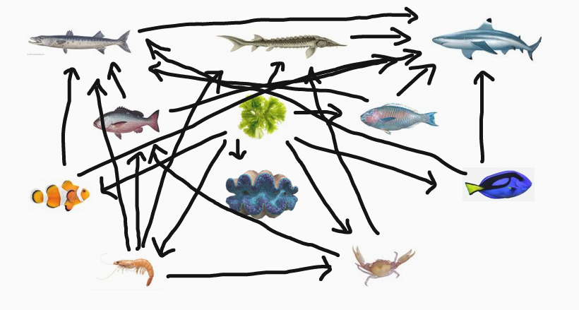 Coral Reef Food Web