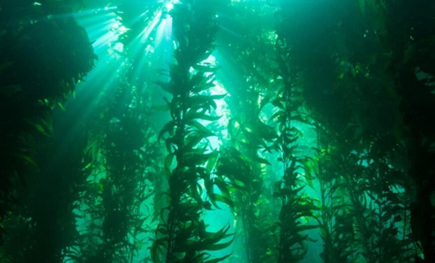 Giant Kelp