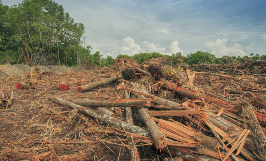borneo-deforestation-1