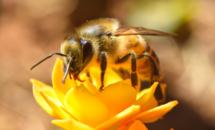 bee3