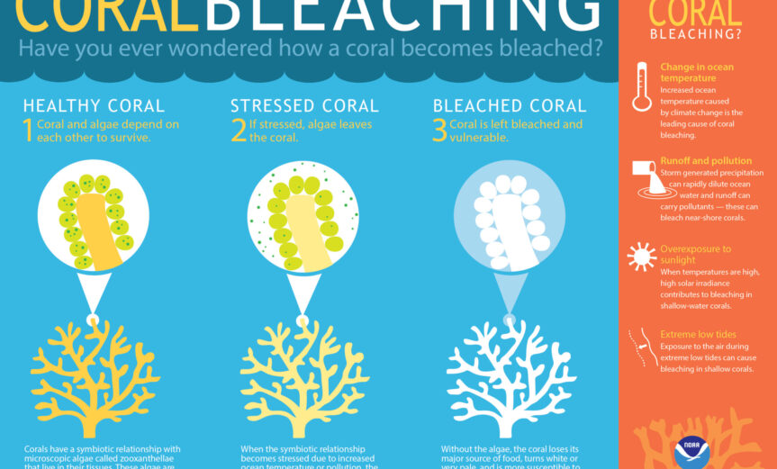 coralbleaching-large