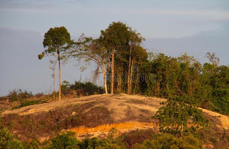 deforestation-area-west-borneo-area-area-illegal-deforestation-vegetation-native-to-west-borneo-forest-226481567